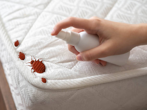 Best Pest Removal Services  in Ore City, TX